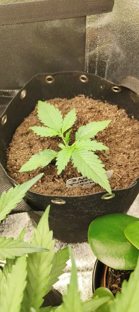 Banana Purple Punch Auto