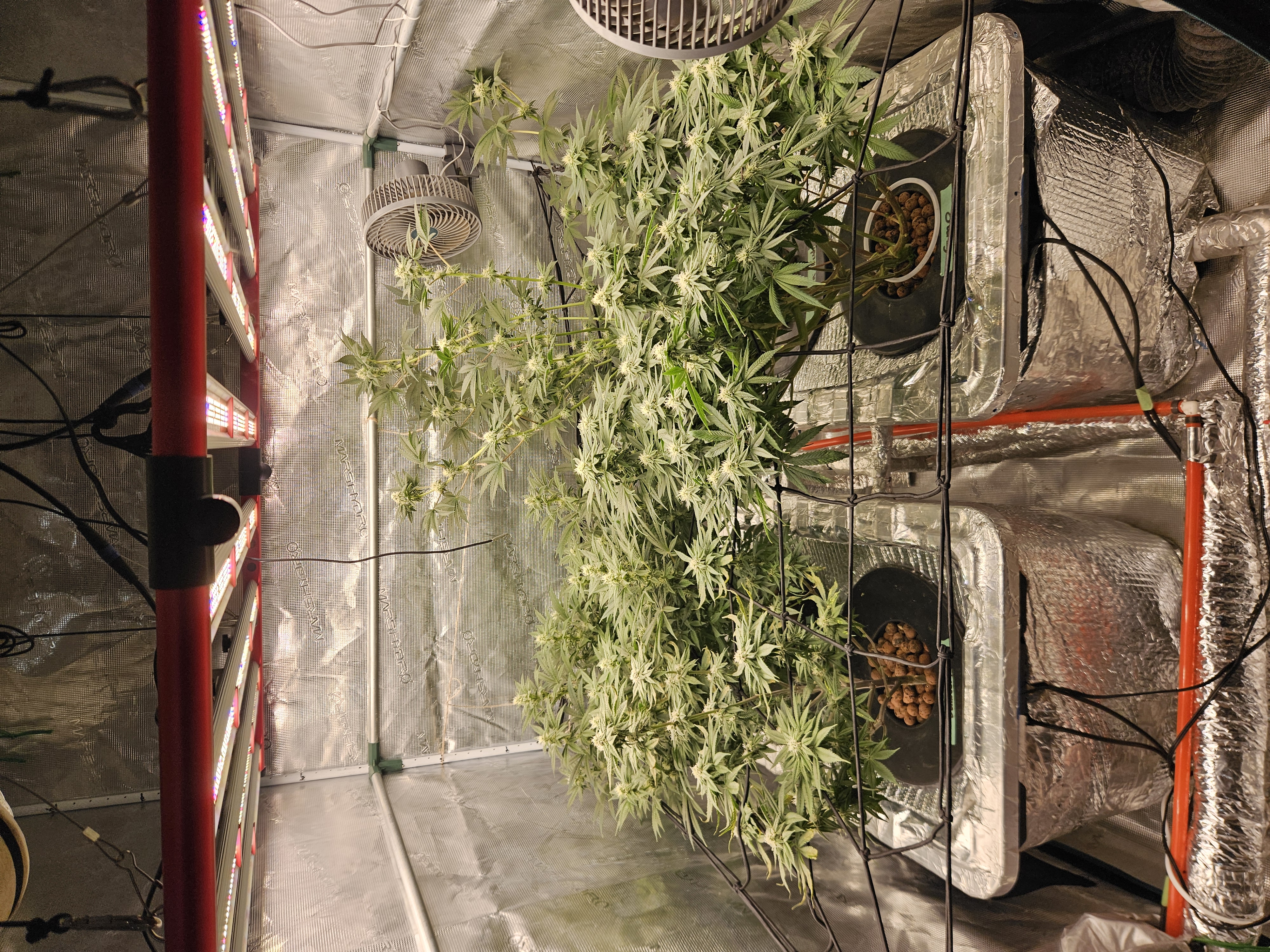 Grow #1