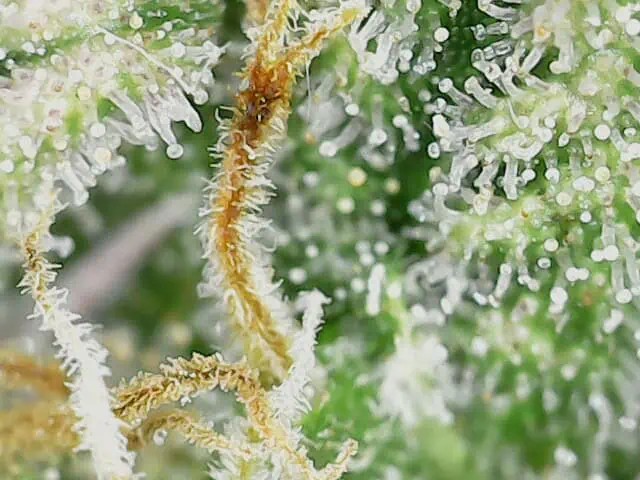 Macro photo of cannabis trichomes, some clear and some amber, on a bud