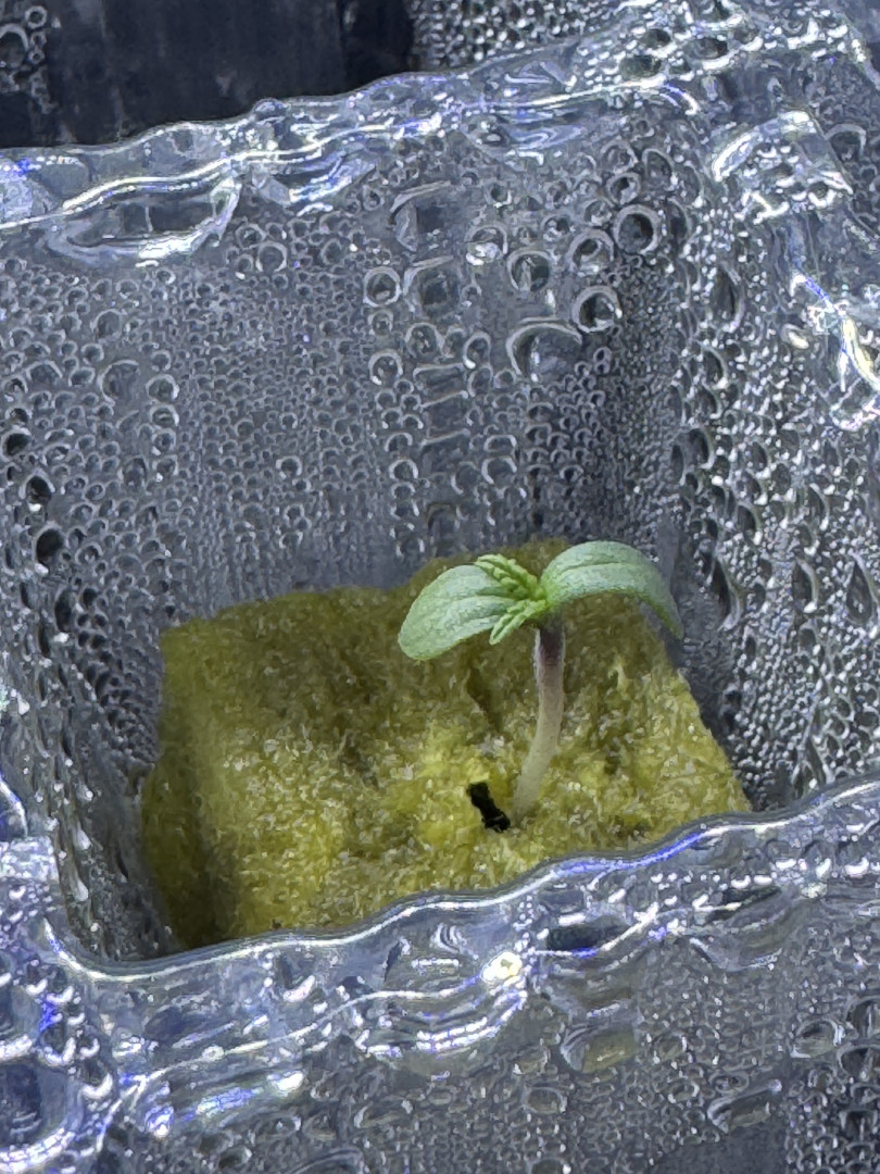 fat banana auto