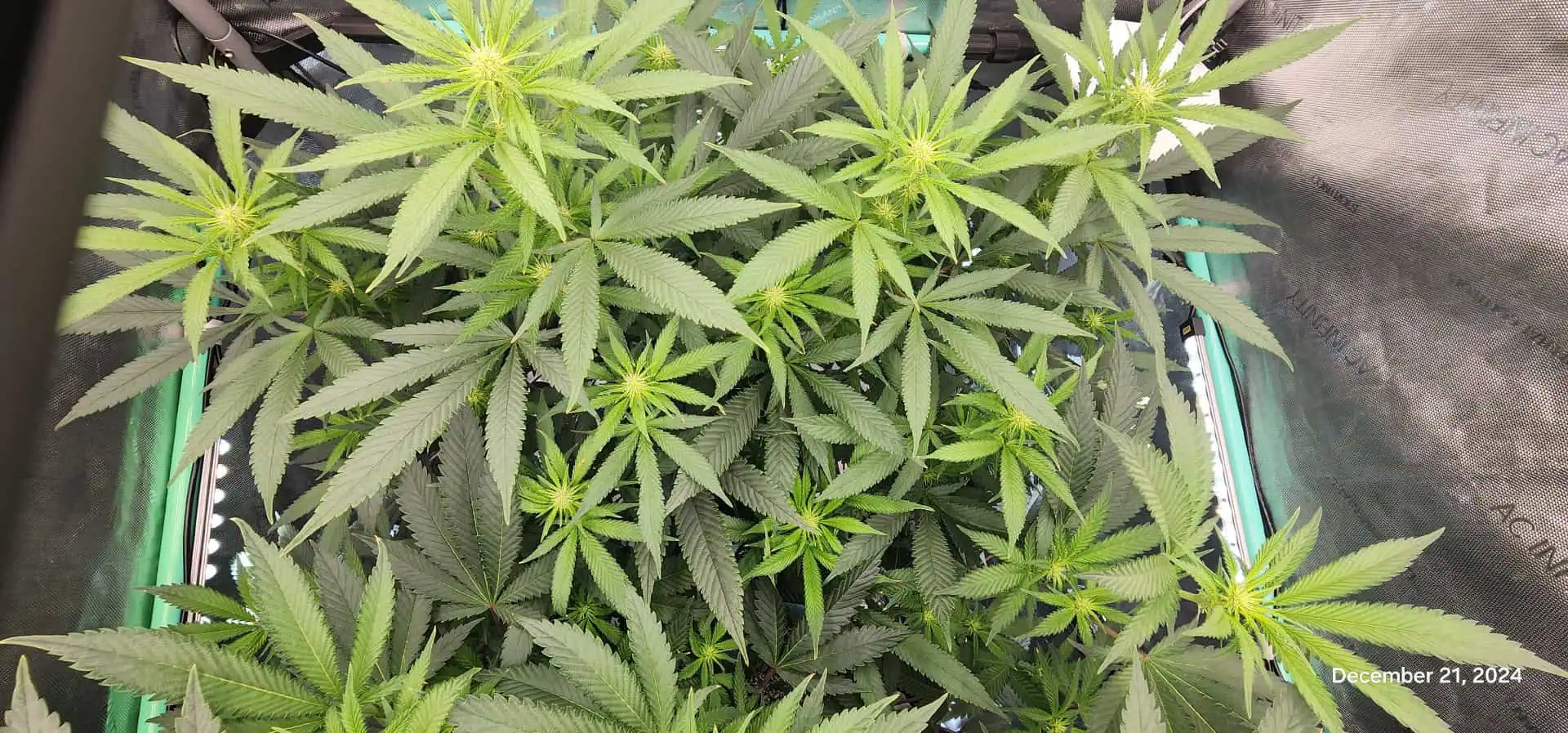 Candy Clone #1 - Divine Seeds