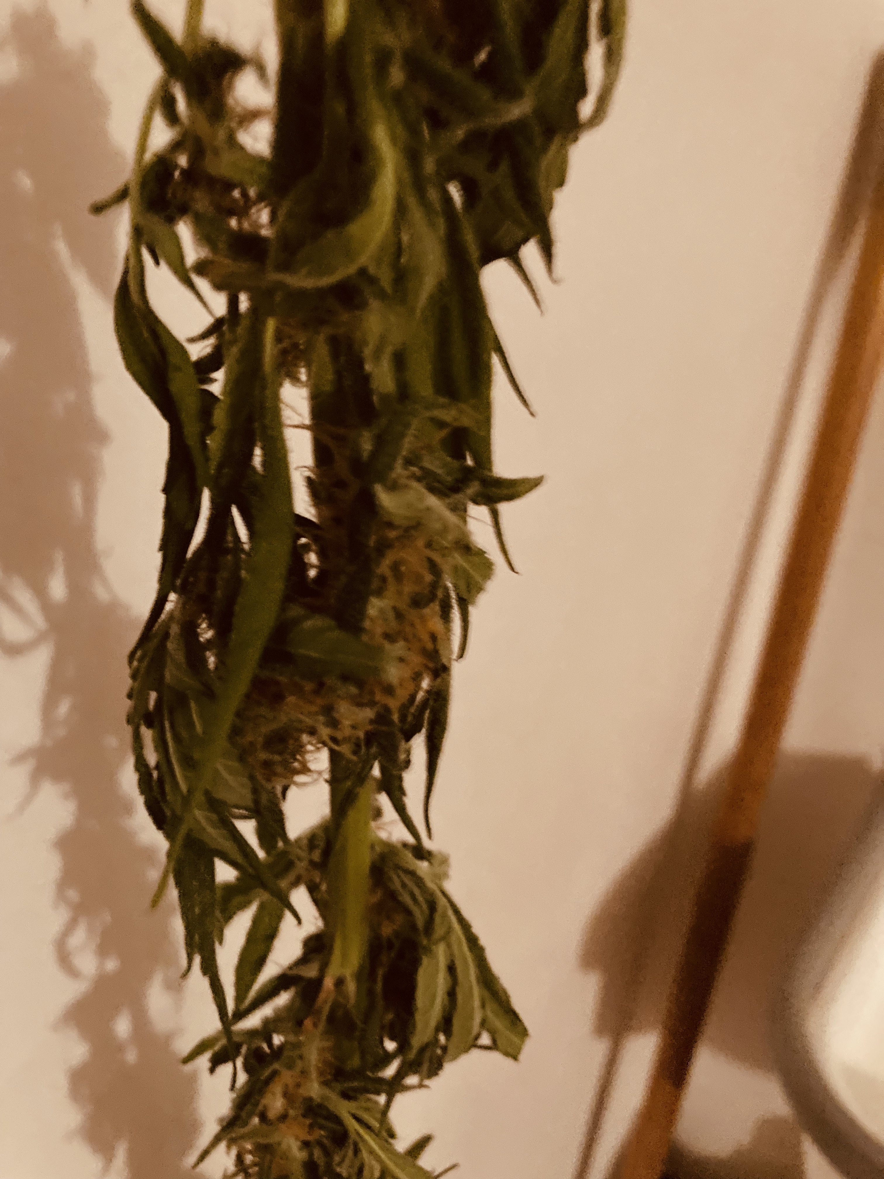A cannabis plant with severe wilting and drooping leaves from a watering problem
