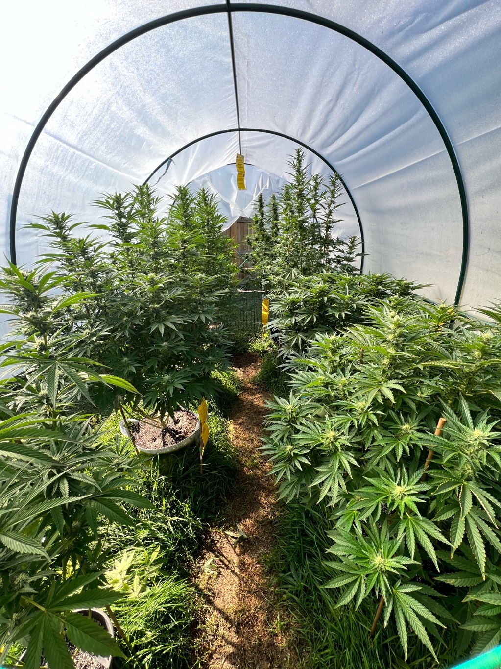 Cannabis Temperature, Humidity & VPD: Targets by Stage