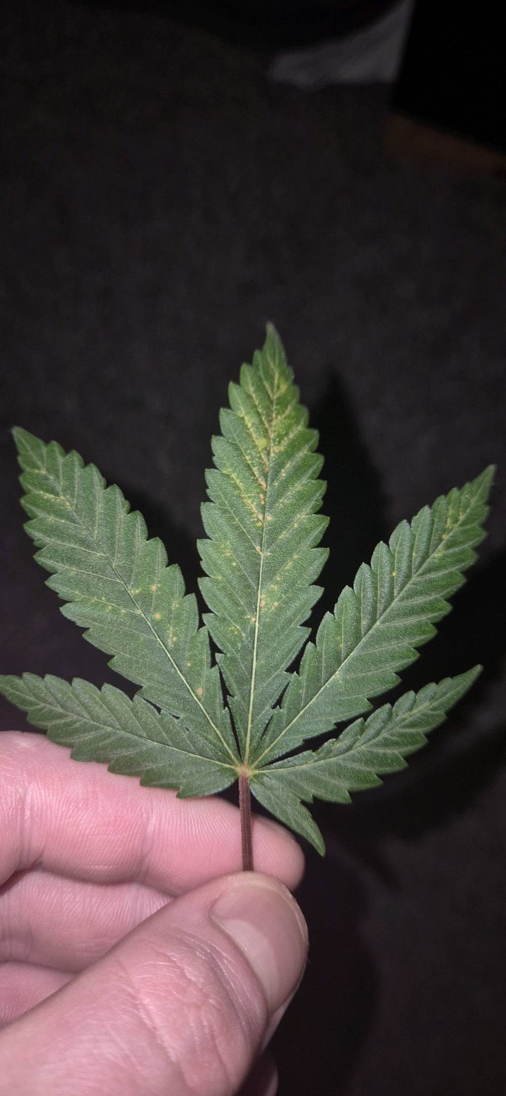 Why Your Cannabis Leaves Are Turning Yellow (and How to Read It)